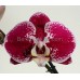 Орхидея 2 ветки (Сompilation)